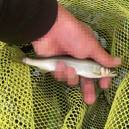 県北アユイング短時間釣行(2)
