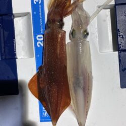 イカメタル上向きです
