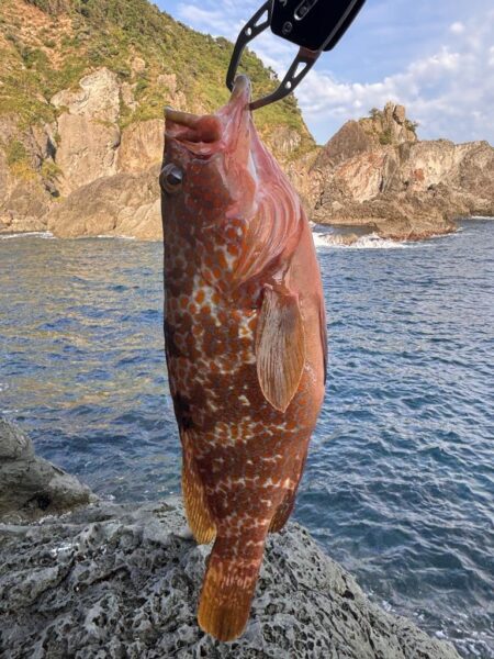 ロックフィッシュ