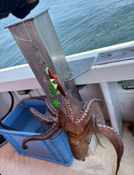明石タコ釣り