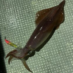 大人の夜遊び〜イカメタル