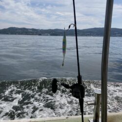 ベイトはカタクチですよ