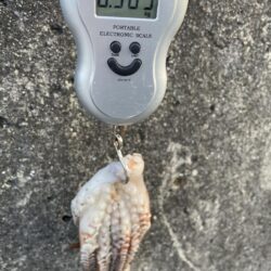 初　お目見え