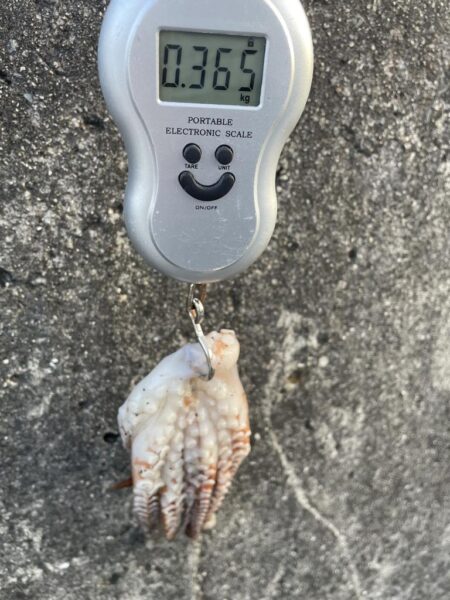 初　お目見え