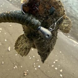 マゴチ釣り