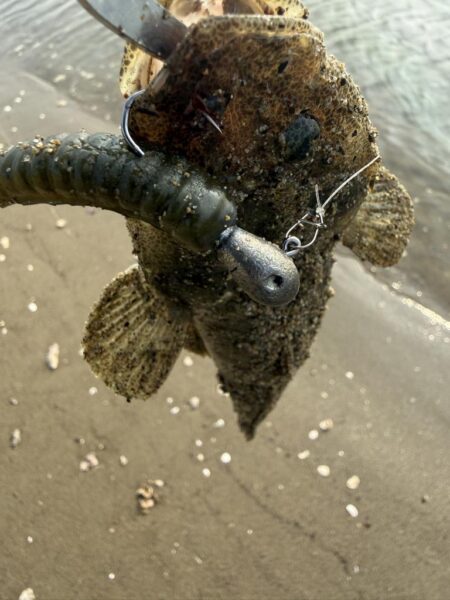 マゴチ釣り