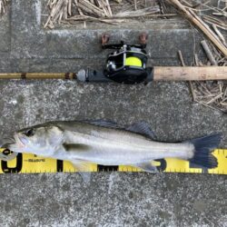 オールドダイワで楽しむトップウォーターデイ…