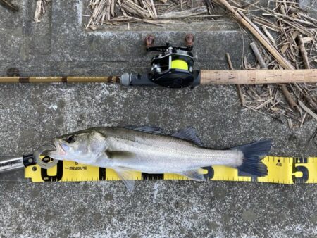 オールドダイワで楽しむトップウォーターデイ…