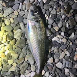 アジはまだ釣れるのか