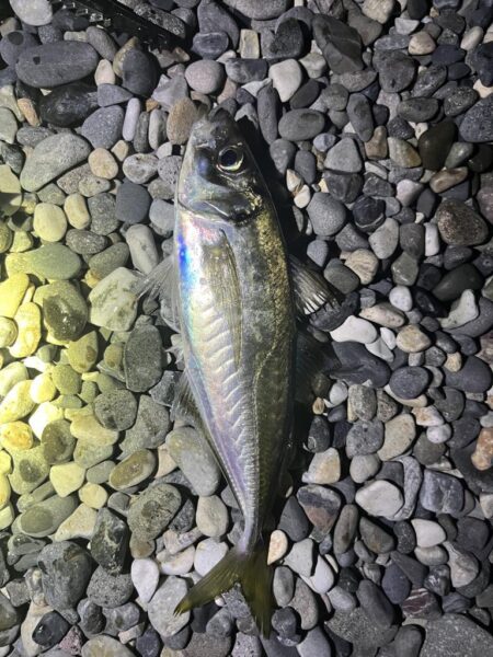 アジはまだ釣れるのか