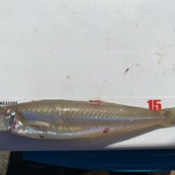 久々の釣り場でシロギスポロリ