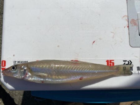 久々の釣り場でシロギスポロリ