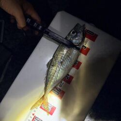 お久しぶり