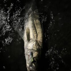 激流の下げの潮