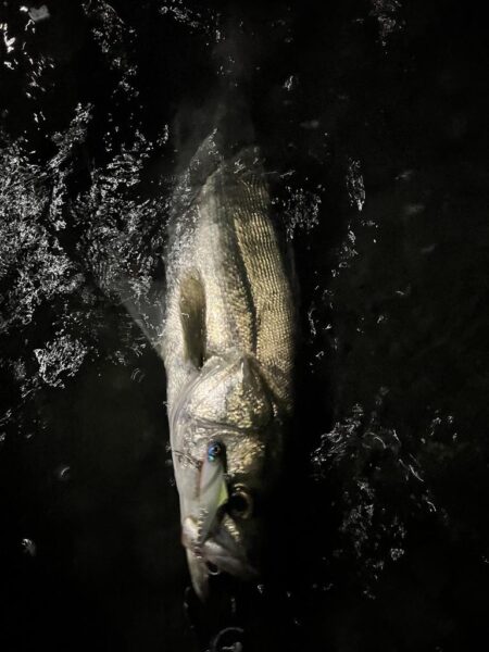 激流の下げの潮