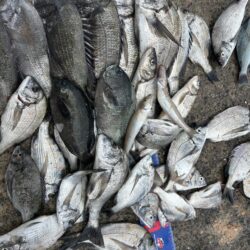 穴水町フカセ釣り
