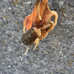 今季初、オクトパッシング 。