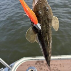 マゴチリベンジ成功！
