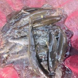 鮎釣り