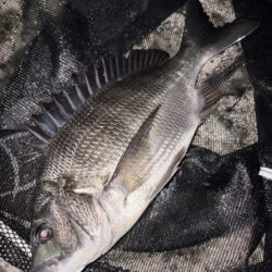 ヘチって来ました