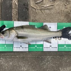 古アブで楽しむトップウォーターシーバス(いわき市)