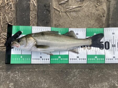 古アブで楽しむトップウォーターシーバス(いわき市)