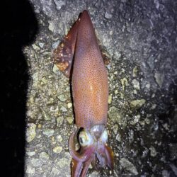 釣れました^_^