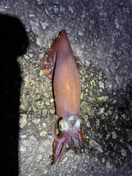 釣れました^_^