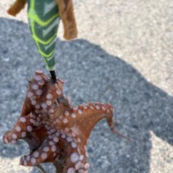 連続、つ抜け！