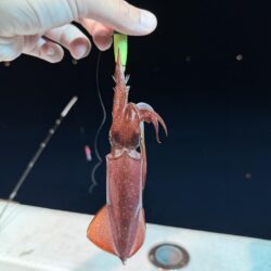 ぼちぼち釣れたマイカ