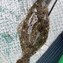 銚子沖、イワシ泳がせ