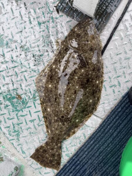 銚子沖、イワシ泳がせ