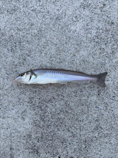 夏の漁港釣り