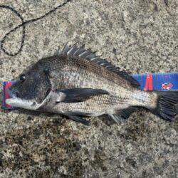 穴水町フカセチヌ釣り