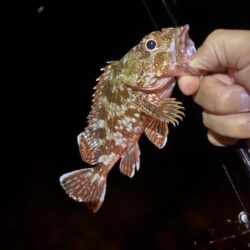 アジ探しが転じてイカ釣査