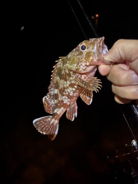 アジ探しが転じてイカ釣査