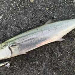 今日も朝活動で牙族回遊‼