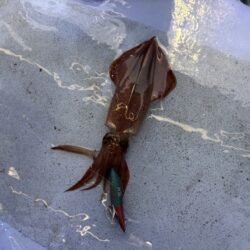 シロイカ釣り｜久幸丸の深夜便で竿頭ゲット