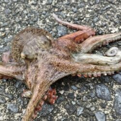 皆さん激渋でボウズ！遠投なら釣れる‼