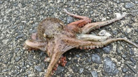 皆さん激渋でボウズ！遠投なら釣れる‼