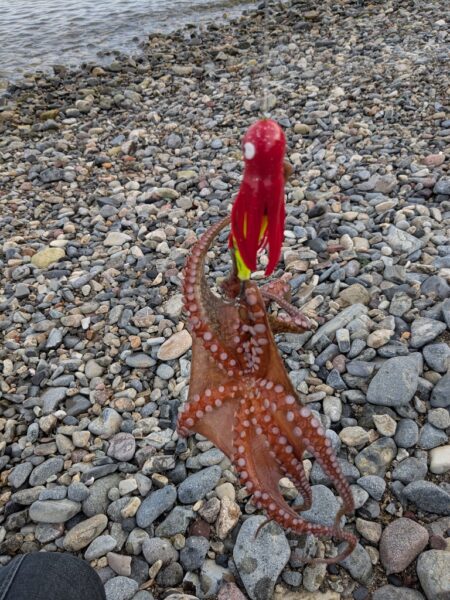 お久しぶりのタコさん