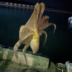 ブランドたこさん