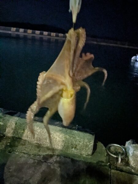 ブランドたこさん