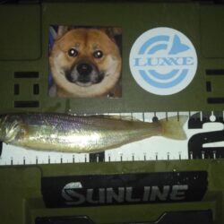 そりゃぁこうなるわな(笑)