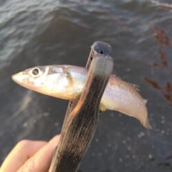 限界突破！