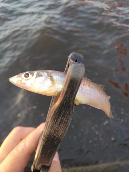 限界突破！