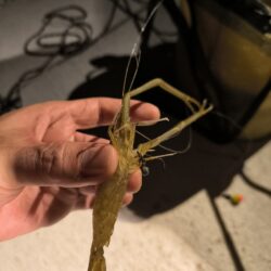 テナガエビ✕夜釣り