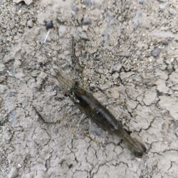 外来生物かわしてテナガエビ