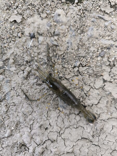 外来生物かわしてテナガエビ
