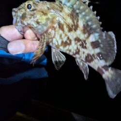 根魚